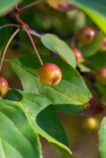 多年轻球员 多年轻球员